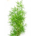 ΑΣΠΑΡΑΓΓΟΣ  ΦΑΛΚΑΤΟΣ ASPARAGUS  FALCATUS